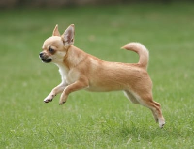 Étalon Chihuahua - Raiponce de L'Arbre des Batailles