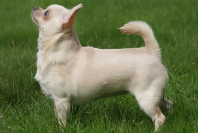 Étalon Chihuahua - Tsarine Du Grimoire Des Nains