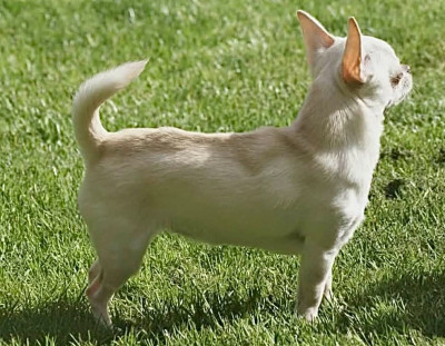 Étalon Chihuahua - Tagada Du Grimoire Des Nains