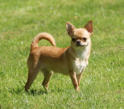 Étalon Chihuahua - Sonora Du Grimoire Des Nains