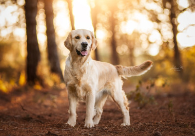 Étalon Golden Retriever - Umï, u and me together forever Angels of Tara