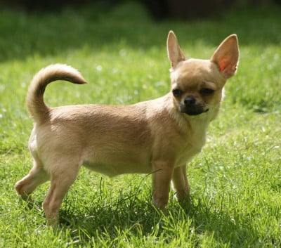 Étalon Chihuahua - Toinette Du Grimoire Des Nains