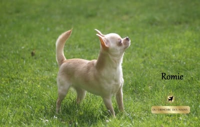 Étalon Chihuahua - Romie Du Grimoire Des Nains