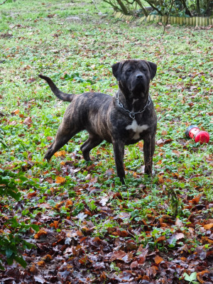 Étalon Dogo Canario - Vados Los Nobles Del Norte