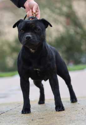 Étalon Staffordshire Bull Terrier - Tara Of Hurricane Stafford