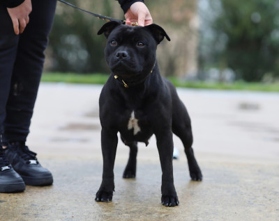 Étalon Staffordshire Bull Terrier - Sally Furious Stafford Arena
