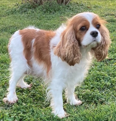 TaÏga de la bergerie d'argent