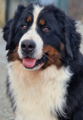 Étalon Bouvier Bernois - Uv De La Colline D'Eole