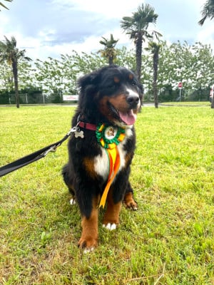 Étalon Bouvier Bernois - Unique Des Etoiles Du Vercors