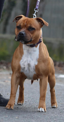 Étalon Staffordshire Bull Terrier - Unforgettable Quality Onde Perfect