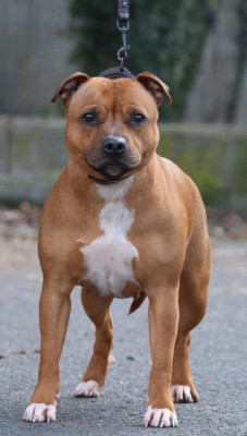 Étalon Staffordshire Bull Terrier - Ultime Quality Onde Perfect