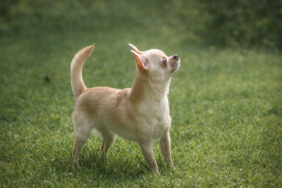 Étalon Chihuahua - Romie Du Grimoire Des Nains