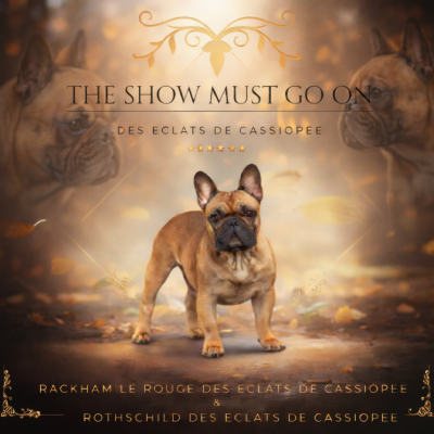 Étalon Bouledogue français - The show must go on Des éclats De Cassiopée