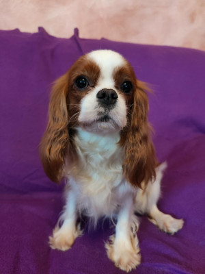 Étalon Cavalier King Charles Spaniel - Vic Du Souvenir Des Dicks
