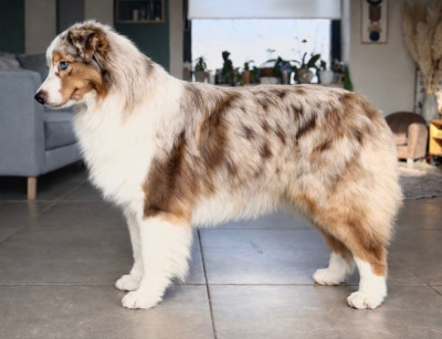 Étalon Berger Australien - Visalia california love du Paradis des Étoiles Australes