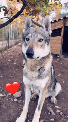 Shance Du Clan Ragnar