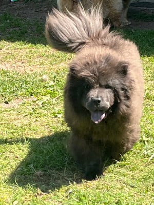 Étalon Chow Chow - Viki Des Gardiens Du Vieux Moulin