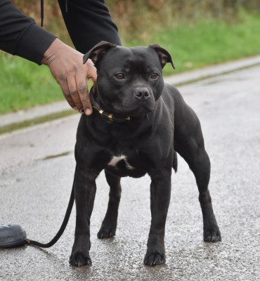 Étalon Staffordshire Bull Terrier - Skillstaff U'better recognize