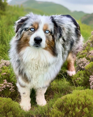 Étalon Berger Américain Miniature - Tumultueuse agathe Des Plaines De Barbizon