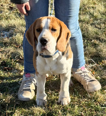 Étalon Beagle - Vainqueur de la Cascade d'Orion