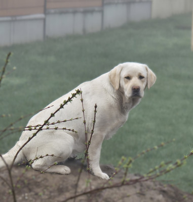 Étalon Labrador Retriever - Virgule Du Royaume De Lecki