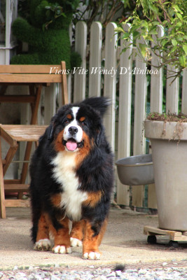 Étalon Bouvier Bernois - Viens vite wendy D'Ainhoa