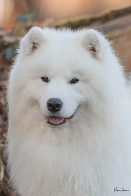 Étalon Samoyède - JCH. Viaggio idro Swirls Of Light