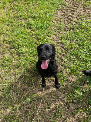 Étalon Labrador Retriever - Simba (Sans Affixe)