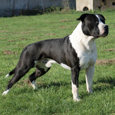 Étalon American Staffordshire Terrier - Viggo Des Grands Fouchers