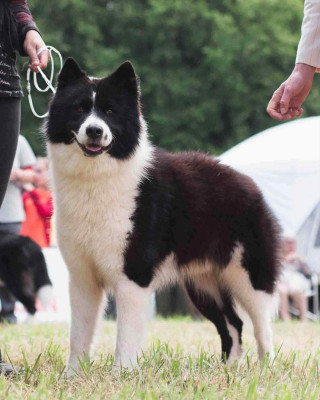 Étalon Laika de iakoutie - Un-coup-de-coeur-inattendu de l'eden des shokou