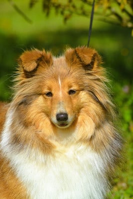 Étalon Shetland Sheepdog - Truffy De La Colline d'Ans