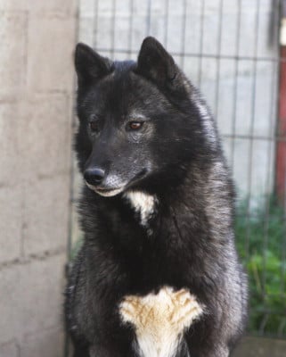 Étalon Siberian Husky - Unforgettable bloody revenge scarlet Of Legendary's Reborn