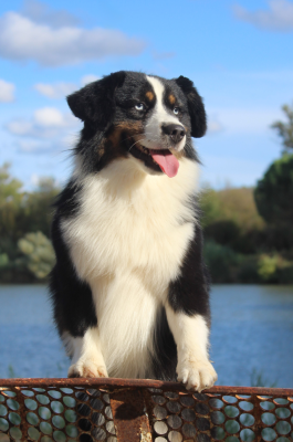 image de STAN - Unbreack my heart