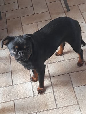 Étalon Petit Brabançon - Vénus Des Divins Prémices