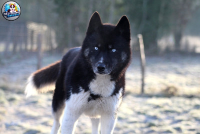 Étalon Siberian Husky - Vortex Des Legendes Du Triskel