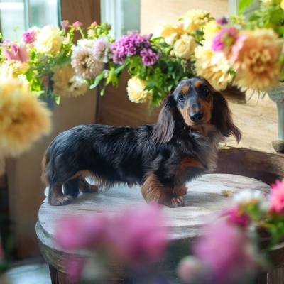 Étalon Teckel poil long - Littl Fut Arizona dream