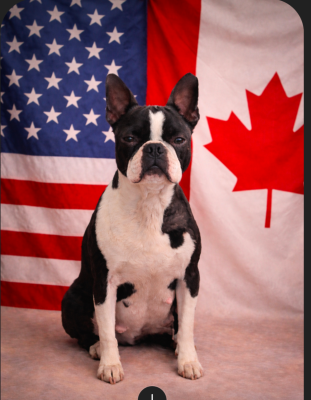 Étalon Boston Terrier - Ever Single Touch magic