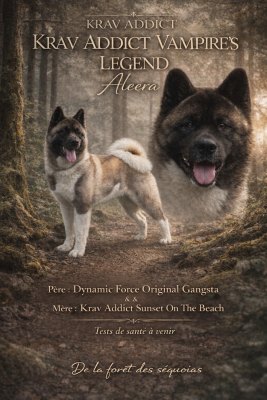 Étalon Akita americain - Krav Addict Vampire's Legend Aleera