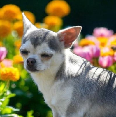 Étalon Chihuahua - Blue Dance Xmas snow