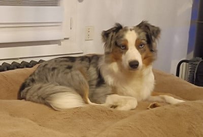 Étalon Berger Américain Miniature - Virale du pic d'Espade