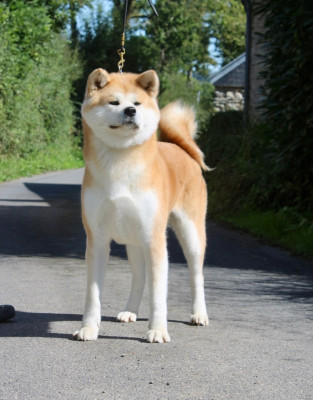 Étalon Akita - Rampage Spirit Taya