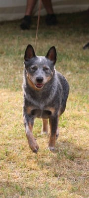 Étalon Bouvier australien - great gardarika Sunshin lady