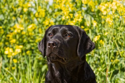image de Utopia allegoria