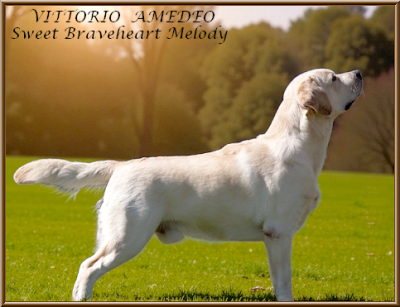 Étalon Labrador Retriever - Vittorio amedeo Sweet Braveheart Mélody