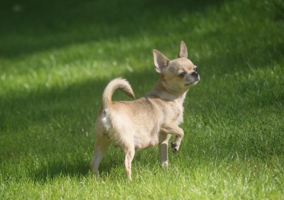 Étalon Chihuahua - Toinette Du Grimoire Des Nains