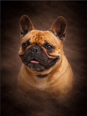 Étalon Bouledogue français - R-omeo Du Domaine Des Chenevières