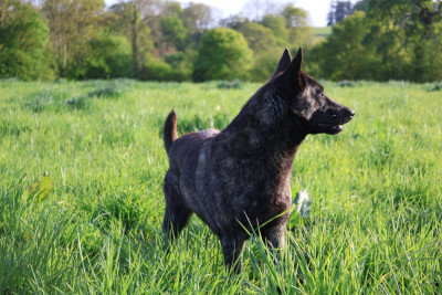 Étalon Berger hollandais - Des Gardiens De La Seine Venga