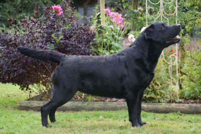 Étalon Labrador Retriever - Shadow De La Gresilliere