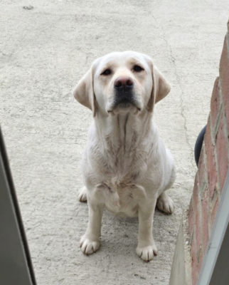 Étalon Labrador Retriever - Virgule Du Royaume De Lecki