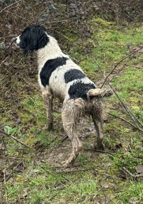 Étalon English Springer Spaniel - Rustine Des Terres Vives